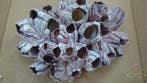 Barnacle zeepok schelp 20 cm per stuk