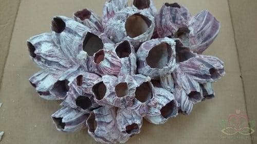 Barnacle zeepok schelp 20-25 cm per stuk, Hobby en Vrije tijd, Knutselen, Nieuw