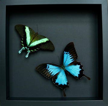 Vlinder Taxidermie volledige montage - Papilio blumei x, Verzamelen, Nieuw