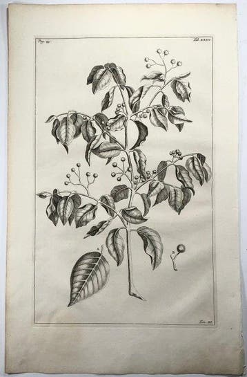Rumpfius, Paul August; Lot of 6 large folios, Herbarium