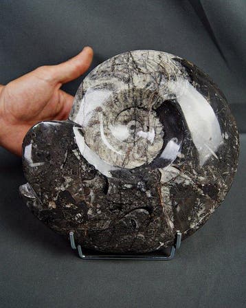 Goniatiet - Gefossiliseerde schelp - Goniatite Pieza, Verzamelen
