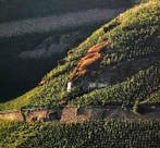 2006 Fritz Haag, Brauneberger Juffer Riesling - Moezel, Nieuw