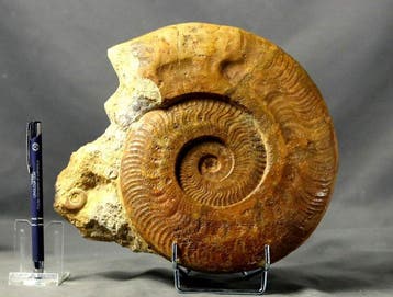 Fijn fossiel ammoniet - Een grote. - Gefossiliseerd dier -
