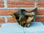 Oeros - Os fossilisé - Bos primigenius - 20 cm - 15 cm (Sans