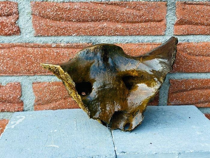 Oeros - Os fossilisé - Bos primigenius - 20 cm - 15 cm (Sans, Collections, Minéraux & Fossiles