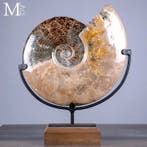 Prachtig!!! Grote Cleoniceras fossiel ammoniet met fossiele