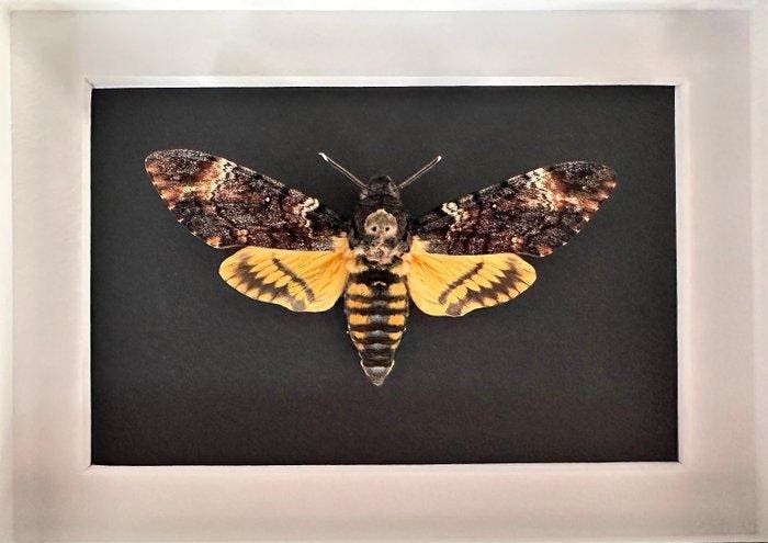 Mot Taxidermie volledige montage - Sphinx tête de mort -, Antiek en Kunst, Curiosa en Brocante