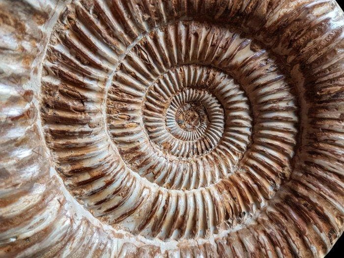 Ammoniet - Gefossiliseerde schelp - 16 cm - 14 cm, Collections, Minéraux & Fossiles