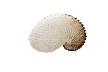 Sensatie in de diepe zee: De ontdekking van een volledig, Verzamelen, Dierenverzamelingen, Nieuw