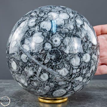 Zeldzame natuurlijke Orthoceras-kogel – Fossiele elegantie