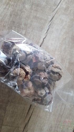Pinus cypressus terracotta ca. 200 gram 45 stuks, Nieuw