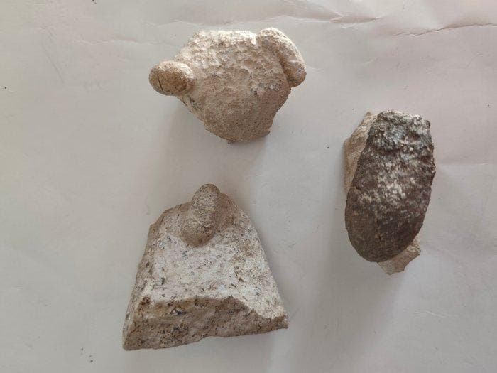 Fossiel - Gefossiliseerd ei, Verzamelen, Mineralen en Fossielen