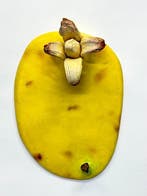 Koji Kasatani - Flat Banana