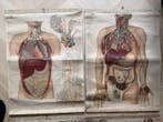 4 antieke anatomische schoolplaten – Dr. E. Hoelemann 1900 -, Antiek en Kunst