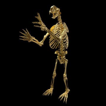 REPLICA - Short Faced Bear Volledig skelet met schedel - 300