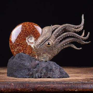 Echte Cleoniceras-ammoniet - Prachtige 3D-reconstructie -