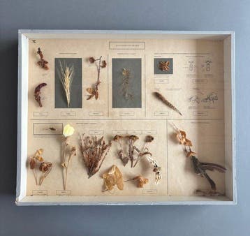 Bestuiving Taxidermie volledige montage - Blutenbestaubung,