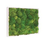 Mosschilderij Bolmos 60x60 cm Gebroken Wit, Huis en Inrichting, Verzenden, Nieuw