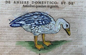 Conrad Gesner - Icones animalium quadrupedum uiuiparorum et