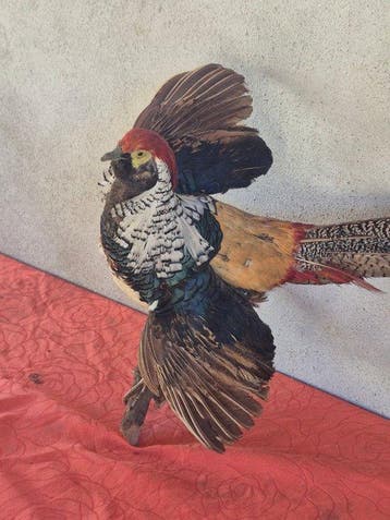 Lady Amherstfazant Taxidermie wandmontage - Chrysolophus, Nieuw