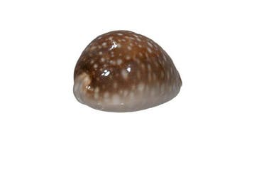 Pacifische koraalslak: Cypraea vitellus (70 mm) –, Nieuw