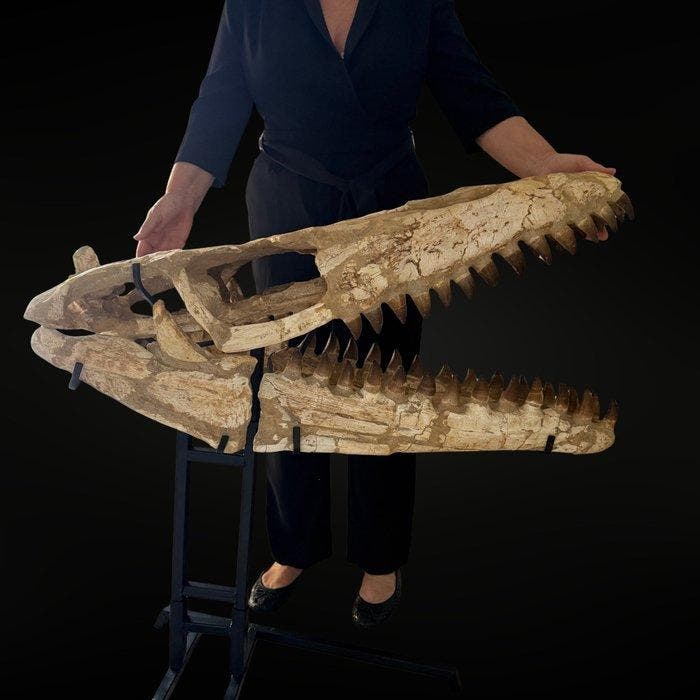 Mosasaurus - Fossiele schedel - Mosasaure - 92 cm - 96 cm, Verzamelen, Mineralen en Fossielen