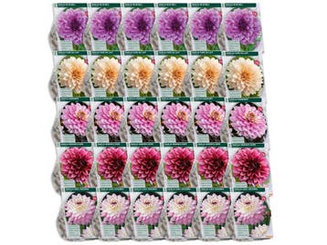 2dekans | Baltus Bloembollenmix Dahlia Blush - 30 Stuks -, Tuin en Terras, Ophalen of Verzenden, Nieuw