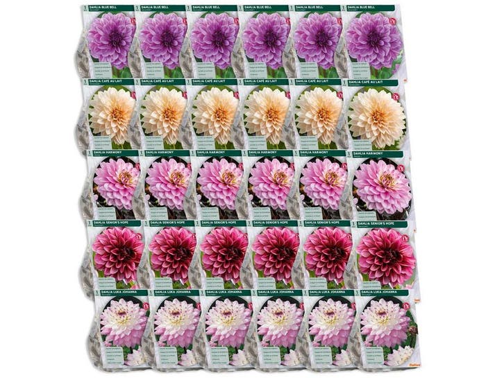 2dekans | Baltus Bloembollenmix Dahlia Blush - 30 Stuks -, Tuin en Terras, Bloempotten, Ophalen of Verzenden
