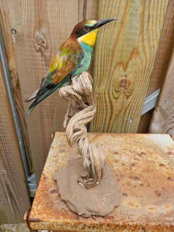 Super mooie opgezette bijeneter Taxidermie volledige montage, Nieuw