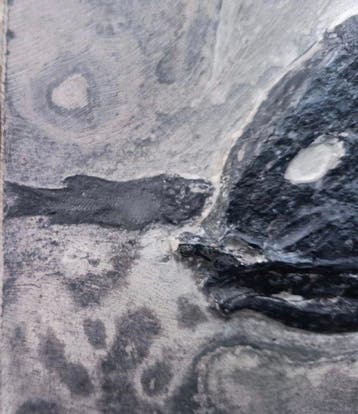 Grote vis en kleine vis en Lashanichthys sui -