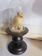 Eend Taxidermie volledige montage - Anas platyrhynchos - 35