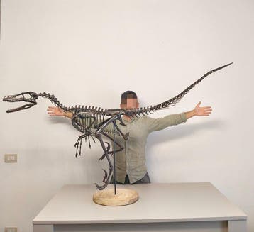 Dinosaurus Skelet - Velociraptor - 176 cm - 40 cm - 105 cm
