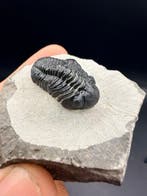 Trilobiet - Gefossiliseerd dier - Morocops ovatus - 5.4 cm