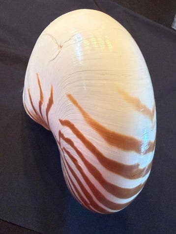 Zeeslak Zeeschelp - Nautilus Pompilius