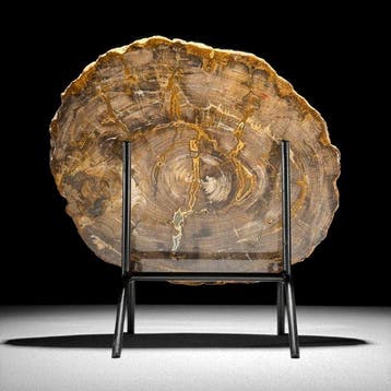 Magnifique tranche de bois pétrifié sur un socle