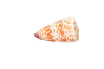 Zeldzaamheid in maximale grootte: Conus tessulatus (6 cm)