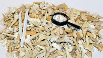 Plus de 500 pièces ! 500 g de vraies dents de requin – Une