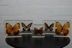 Butterfly in resin Taxidermie wandmontage - various