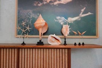Prachtig paar verbluffend ingewikkelde spinnenconch-schelpen