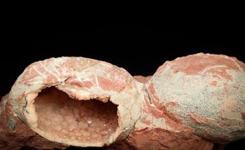 Dinosaurus - Gefossiliseerd ei - Hadrosaurids or
