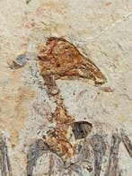 Gefossiliseerd dier - Enantiornithes - 20 cm - 20 cm