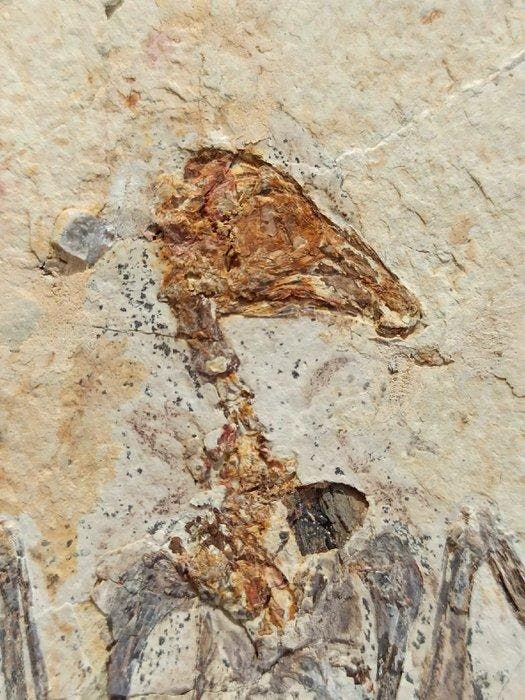Gefossiliseerd dier - Enantiornithes - 20 cm - 20 cm, Collections, Minéraux & Fossiles