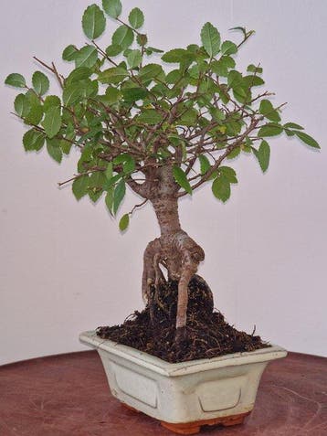 Chinese iep bonsai (Ulmus parviflora) - Hoogte (boom): 20 cm