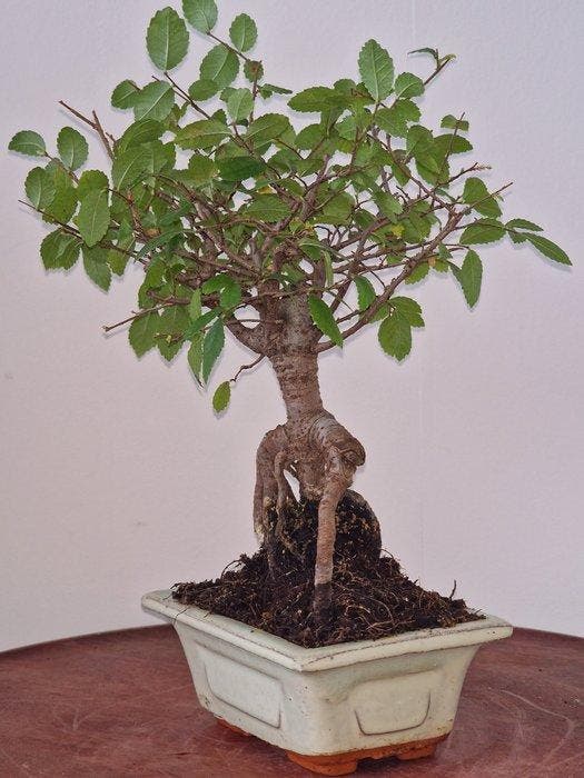 Chinese iep bonsai (Ulmus parviflora) - Hoogte (boom): 20 cm, Antiquités & Art, Curiosités & Brocante