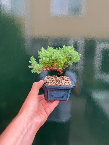 Jeneverbes bonsai (Juniperus) - Hoogte (boom): 12 cm -