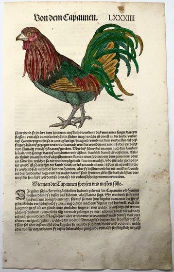 Conrad Gesner - First Issue - Woodcut of Chicken, Cockerel,