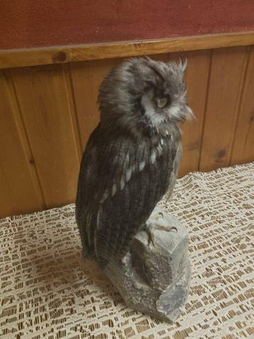 Hibou grand-duc Support de corps entier pour taxidermie -, Nieuw