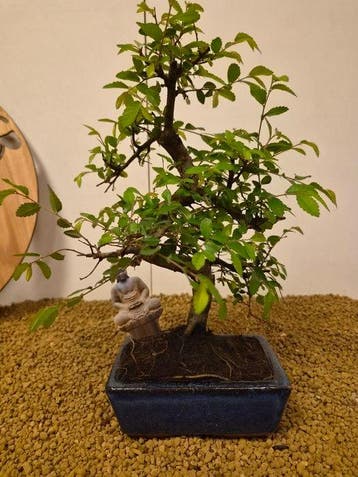 zelkova - Hoogte (boom): 31 cm - Diepte (boom): 23 cm -