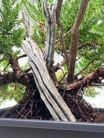 Jeneverbes bonsai (Juniperus) - Hoogte (boom): 28 cm -