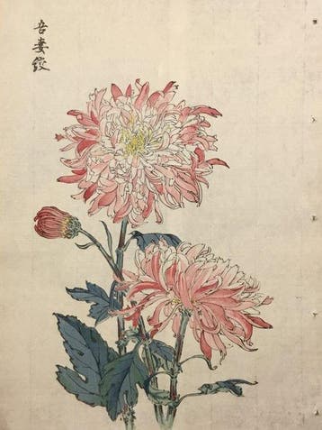 Azuma-Shibori Chrysant () - Keika Hasegawa (act.